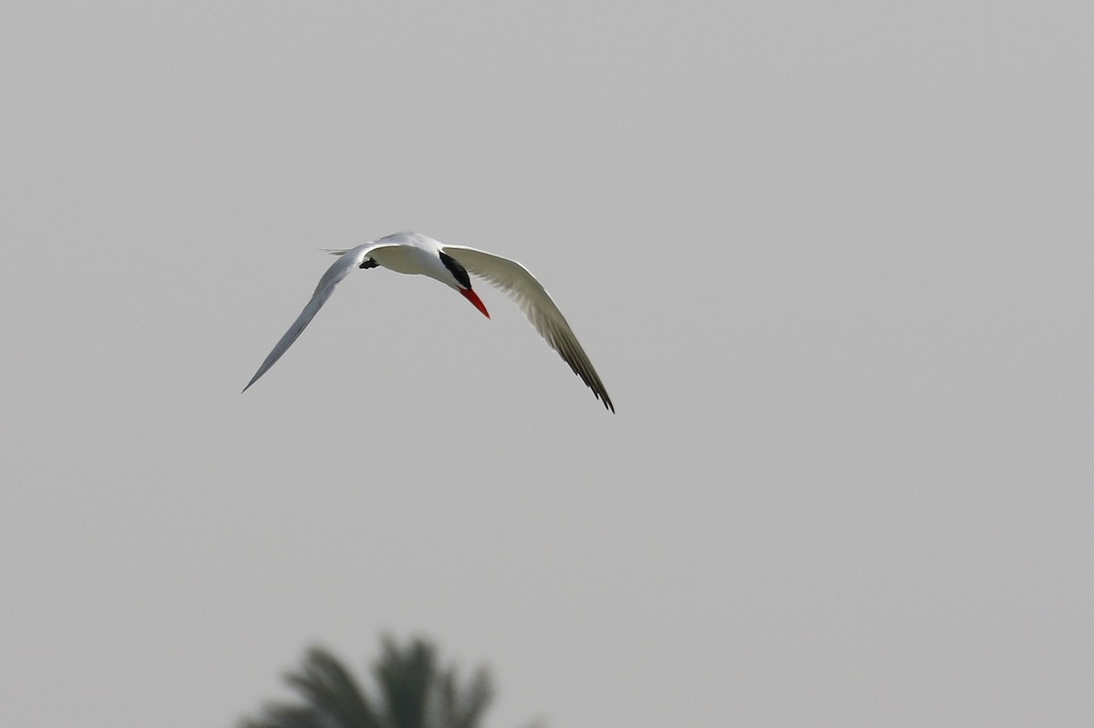 Caspian Tern - ML634098613