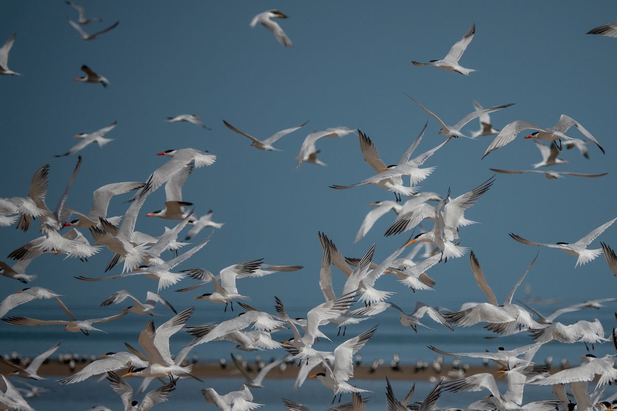 West African Crested Tern - ML634098617