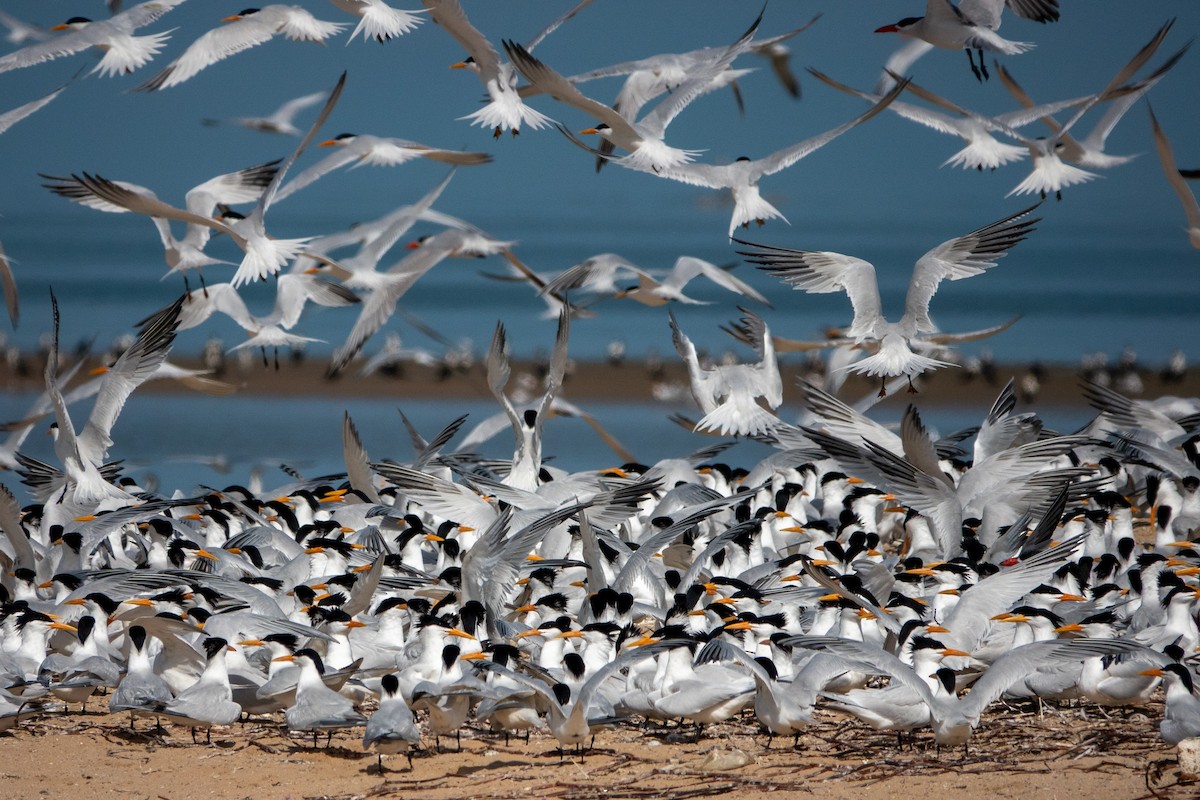 West African Crested Tern - ML634098620