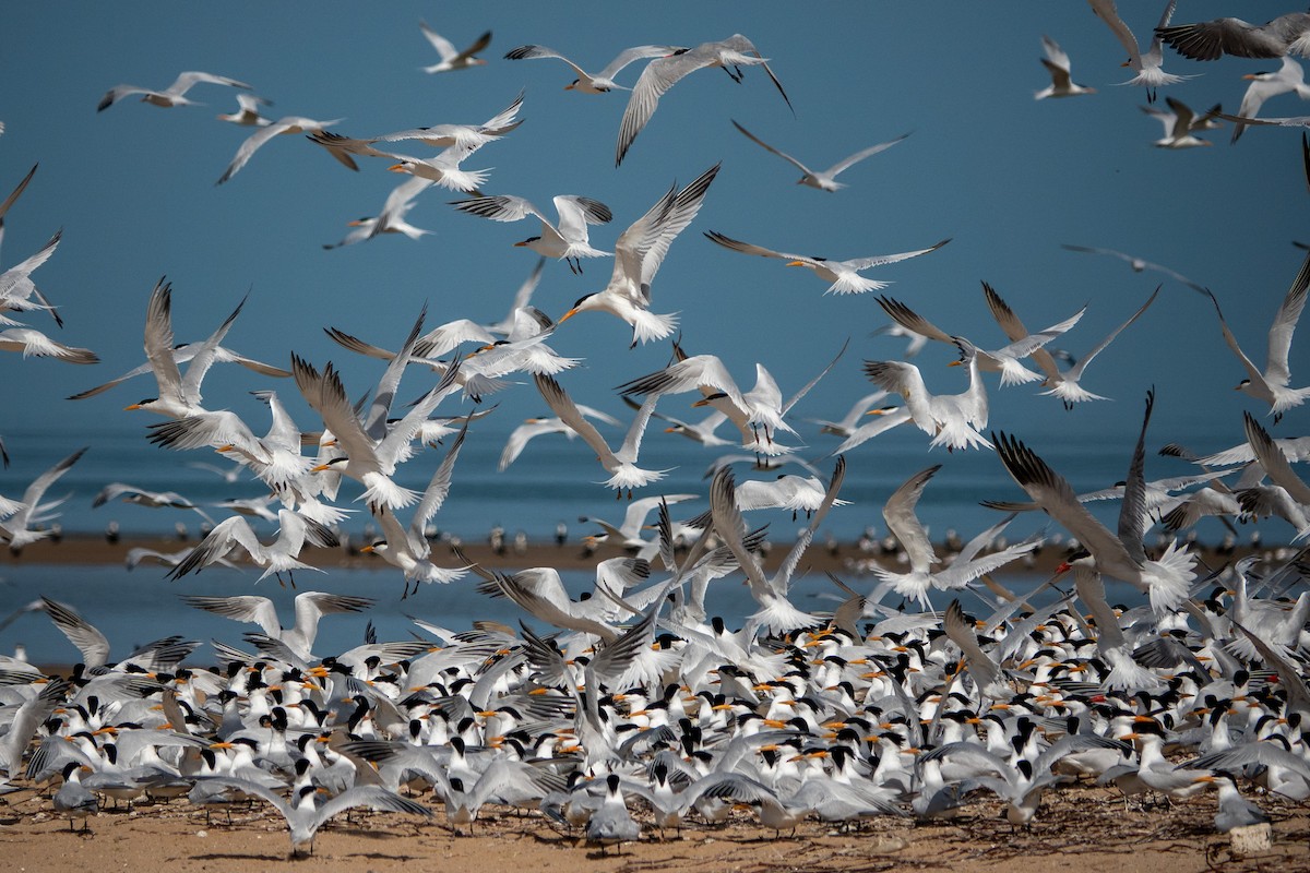 West African Crested Tern - ML634098622