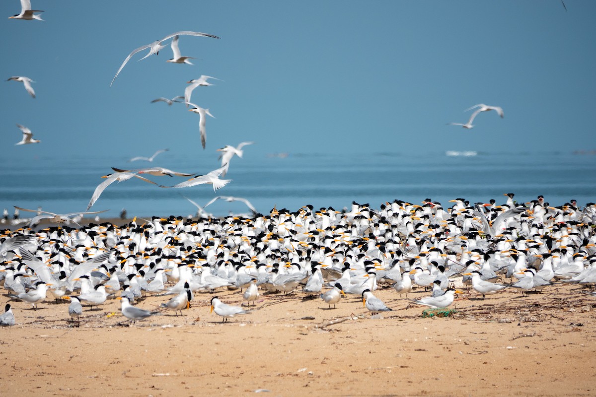 West African Crested Tern - ML634098623