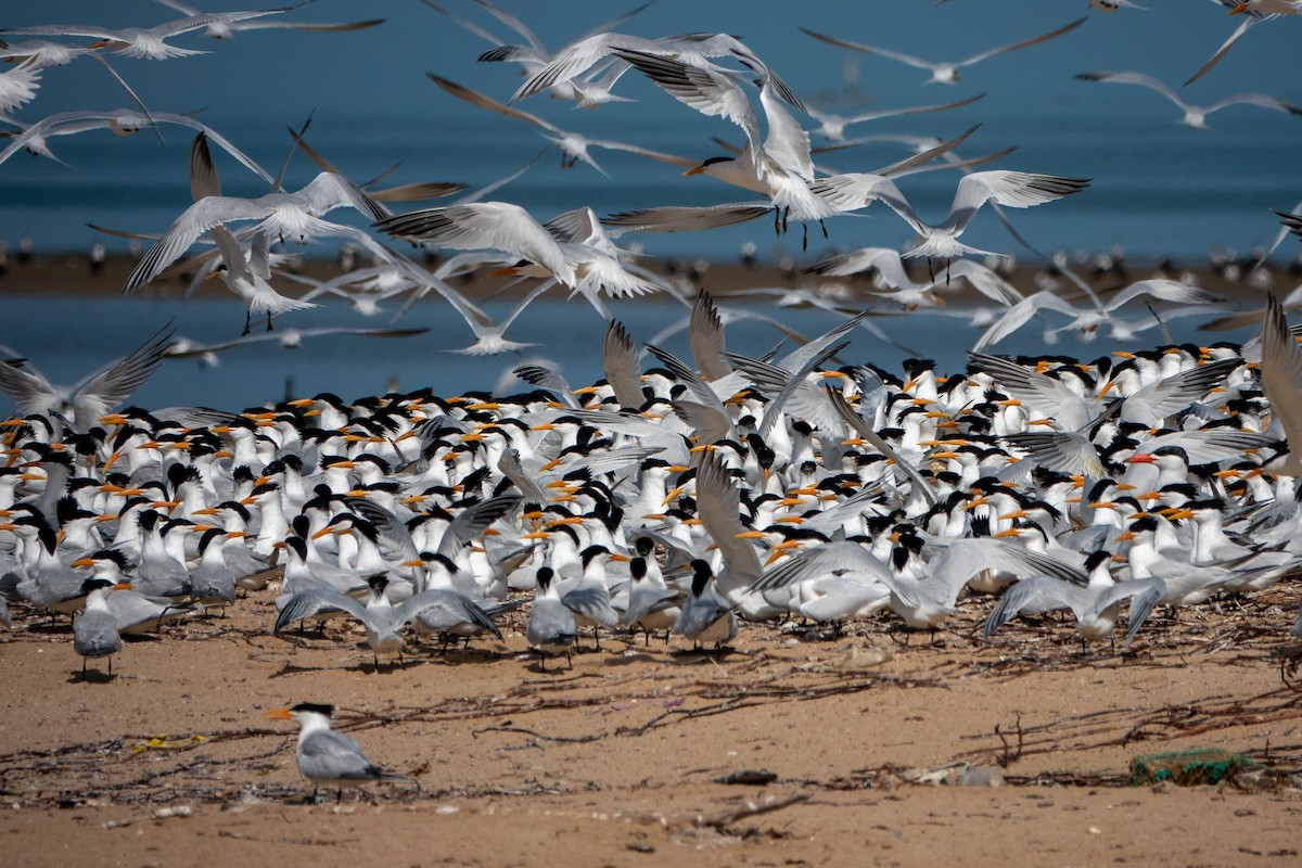 West African Crested Tern - ML634098627