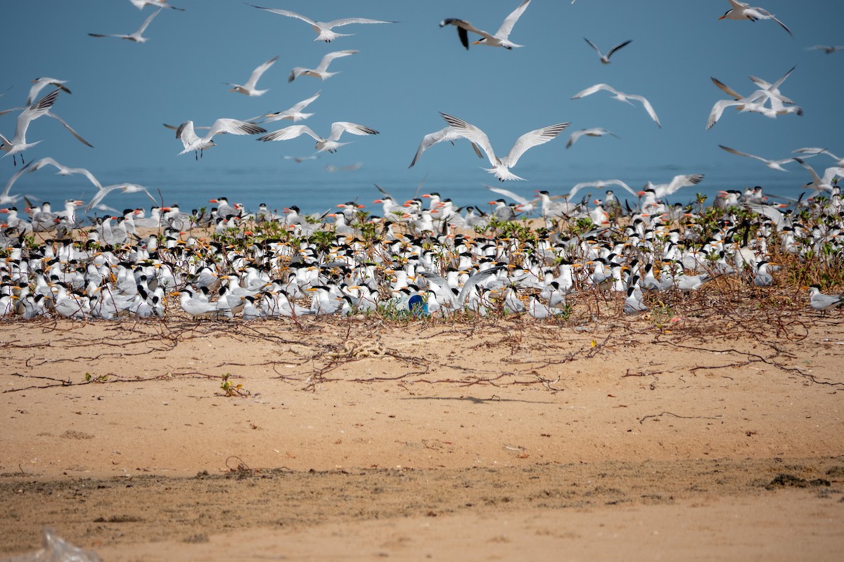 West African Crested Tern - ML634098628