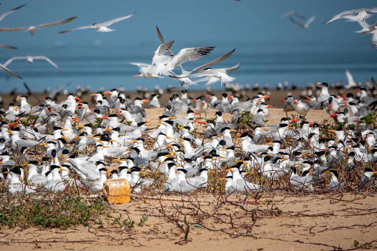 West African Crested Tern - ML634098629