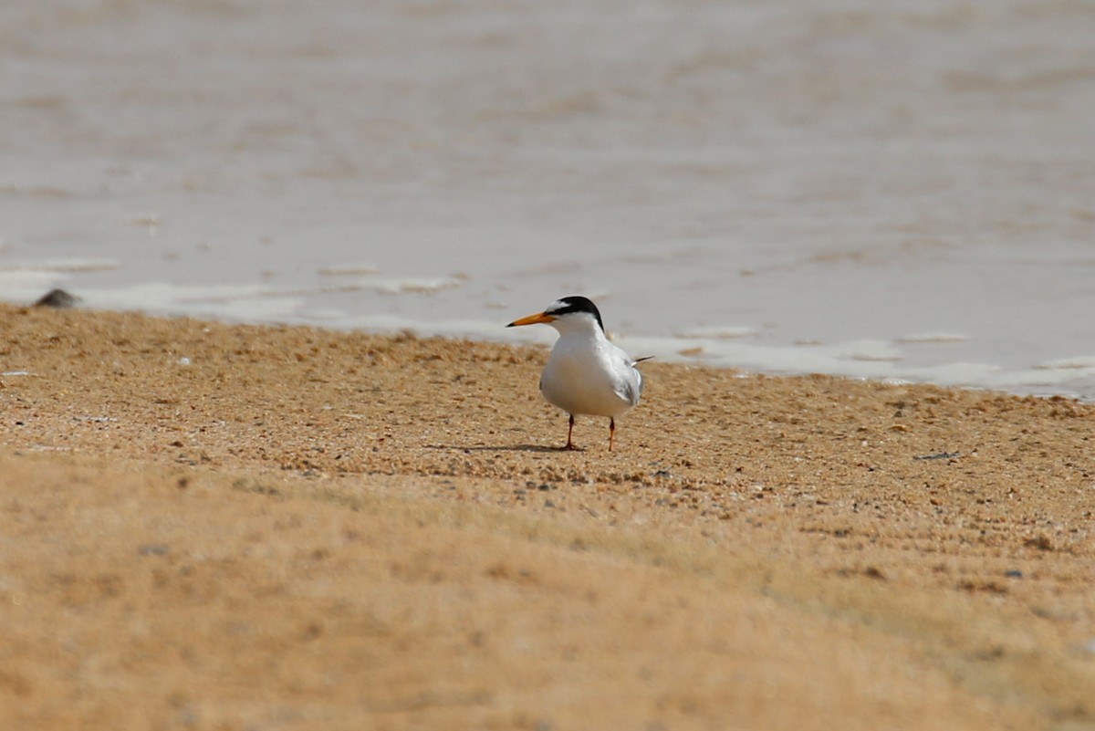 Little Tern - ML634098650