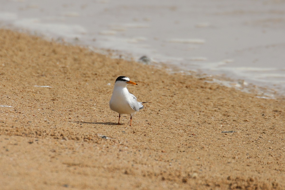 Little Tern - ML634098651