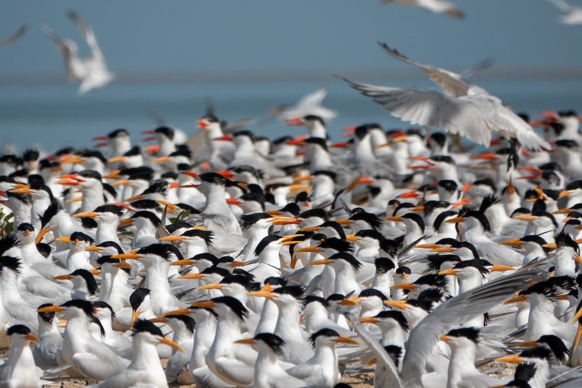West African Crested Tern - ML634098683