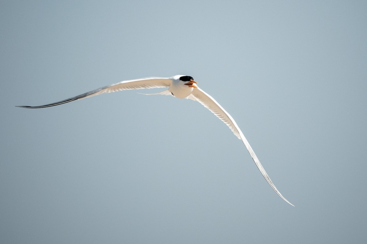 West African Crested Tern - ML634098735
