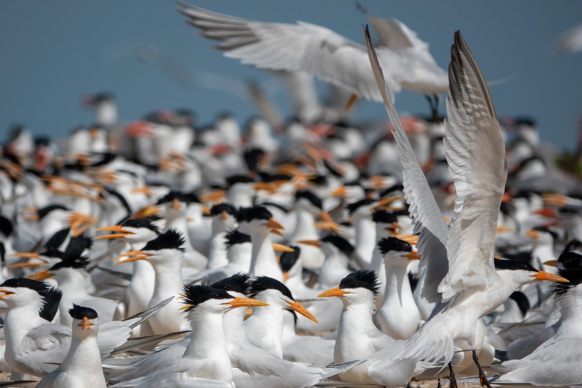 West African Crested Tern - ML634098736