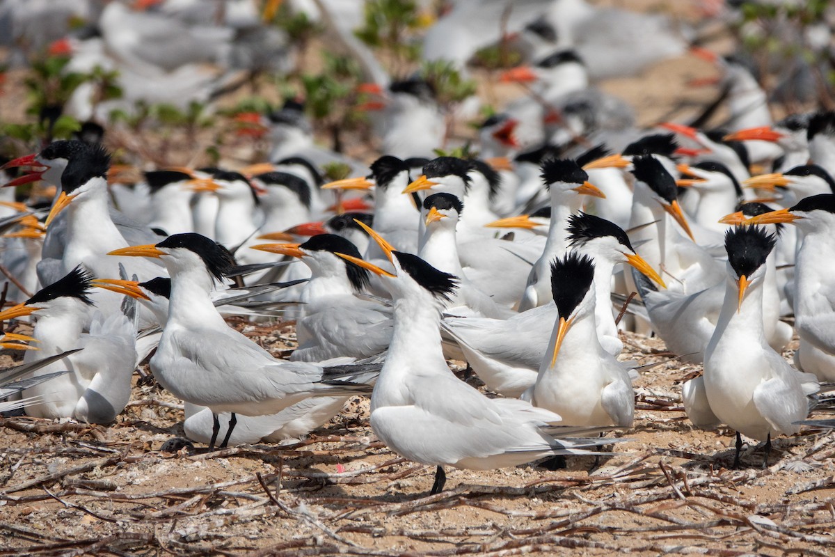 West African Crested Tern - ML634098737