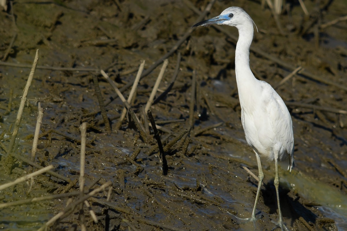 Little Blue Heron - ML634098816