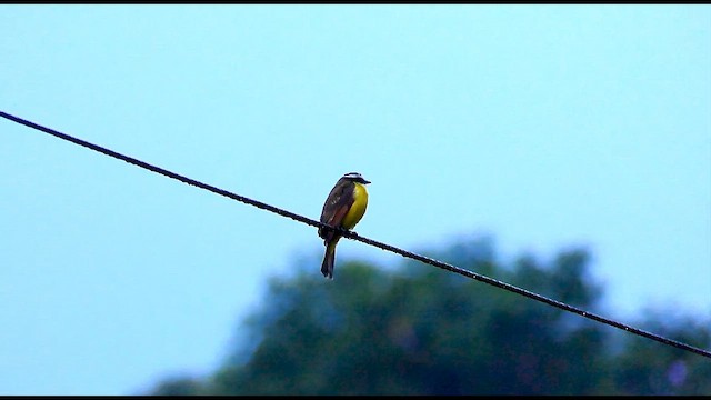 Rusty-margined Flycatcher - ML634098846