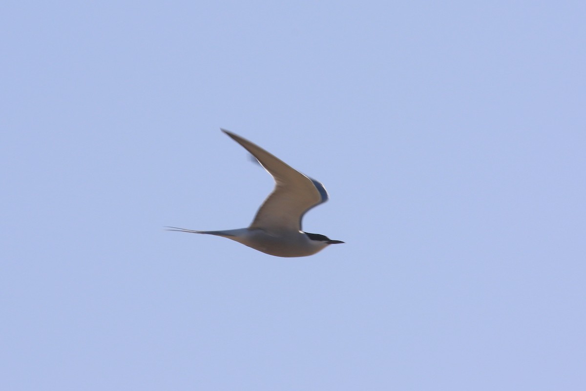 Common Tern - ML634098891