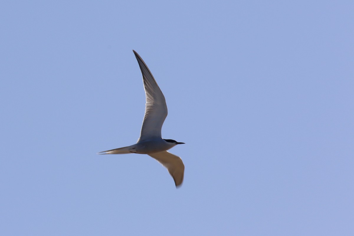 Common Tern - ML634098893