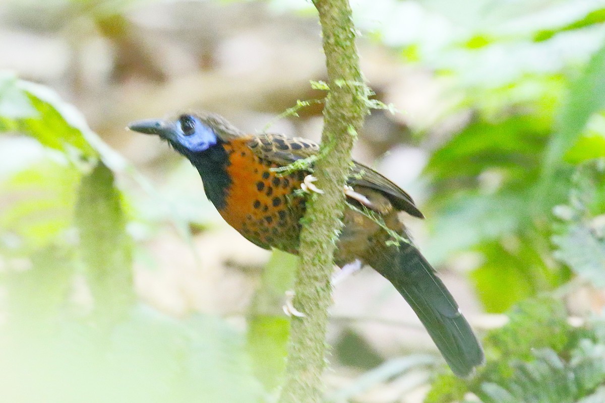 Ocellated Antbird - ML634098913