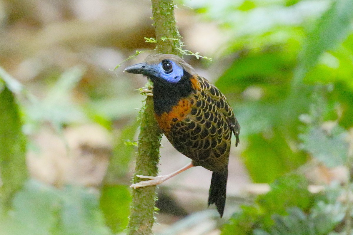 Ocellated Antbird - ML634098914
