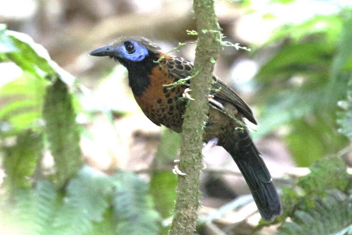 Ocellated Antbird - ML634098915