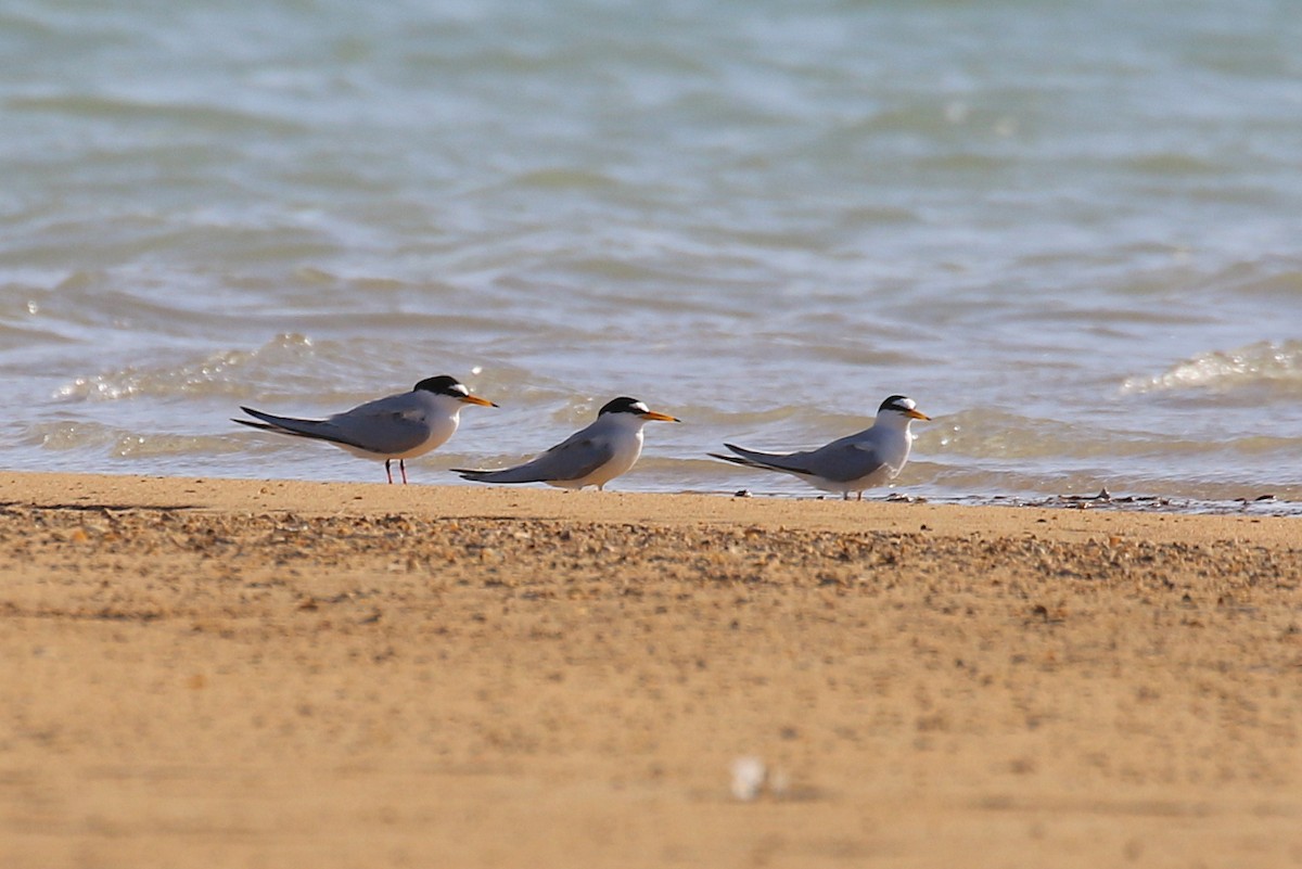 Little Tern - ML634098916