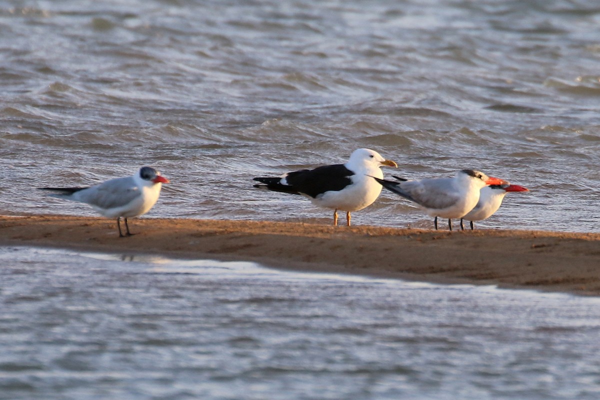 Lesser Black-backed Gull (fuscus) - ML634098999