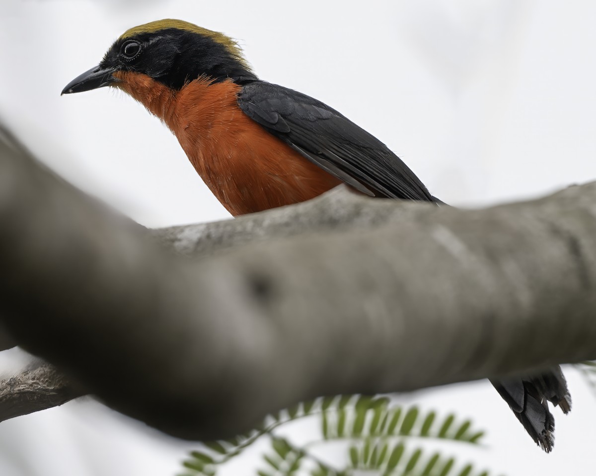 Yellow-crowned Gonolek - ML634099042