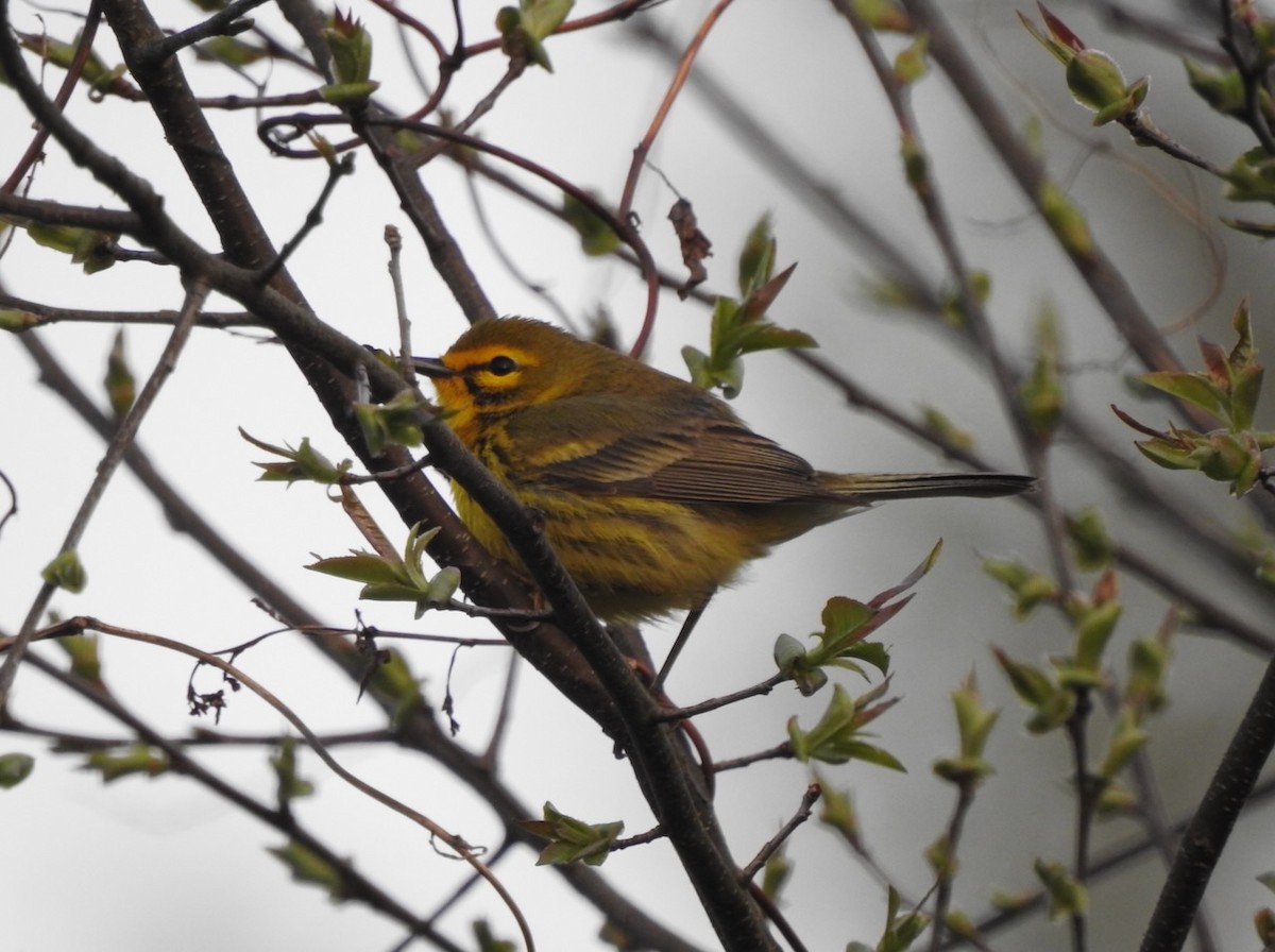 Prairie Warbler - ML634099120