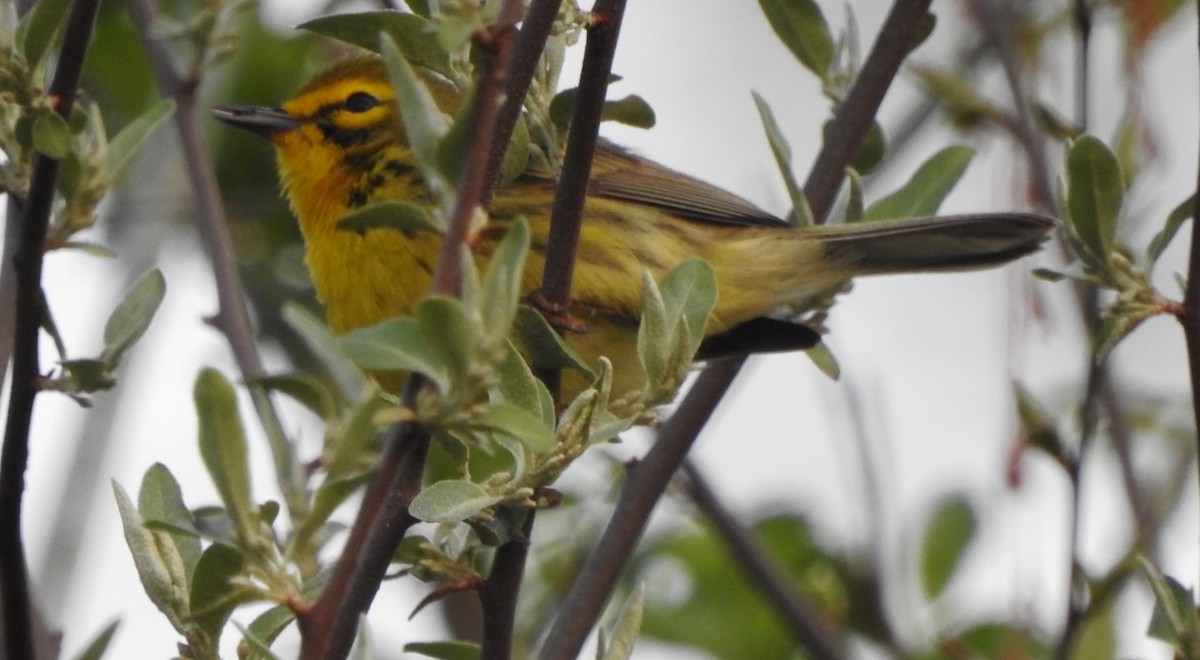 Prairie Warbler - ML634099148