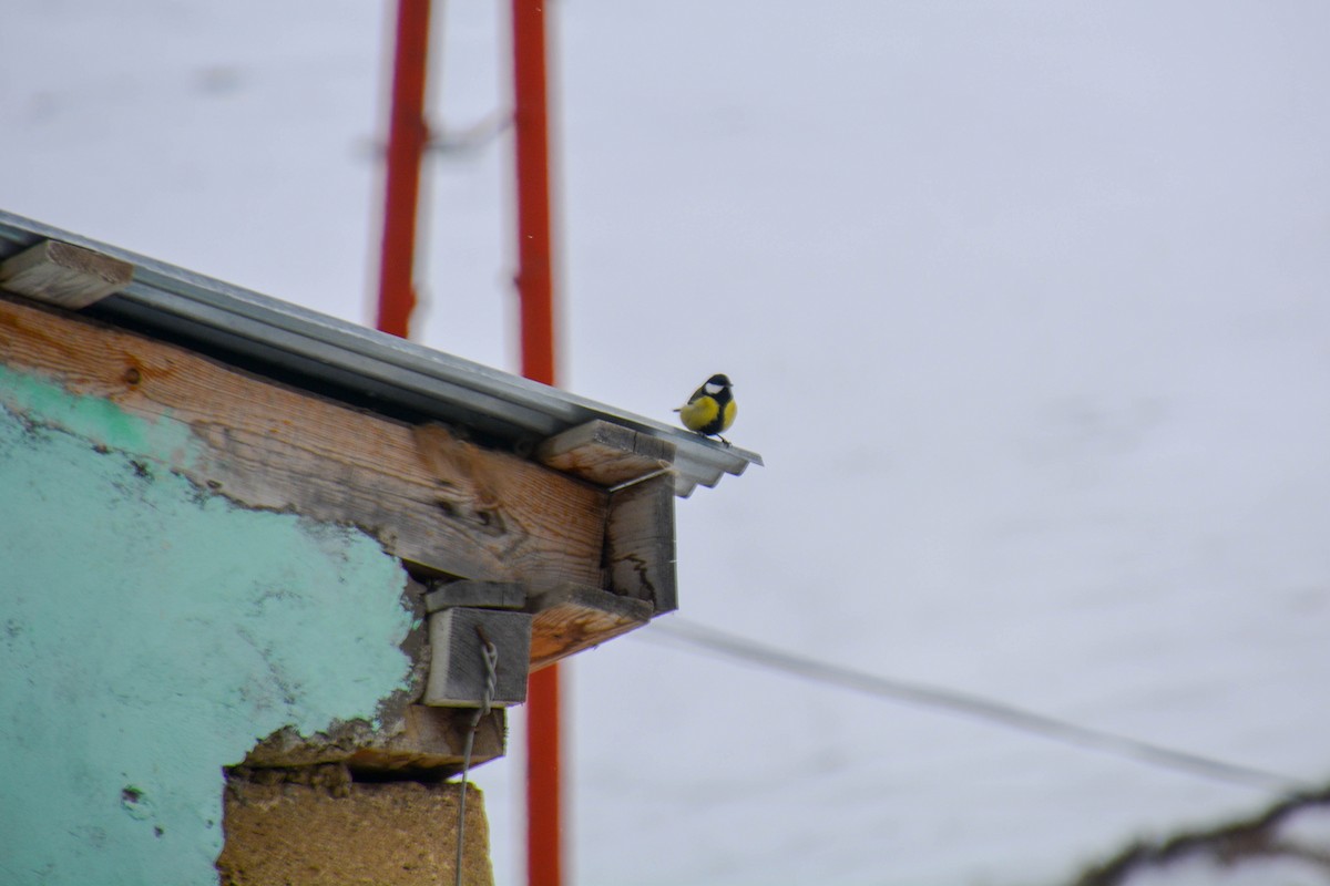 Great Tit - ML634099156