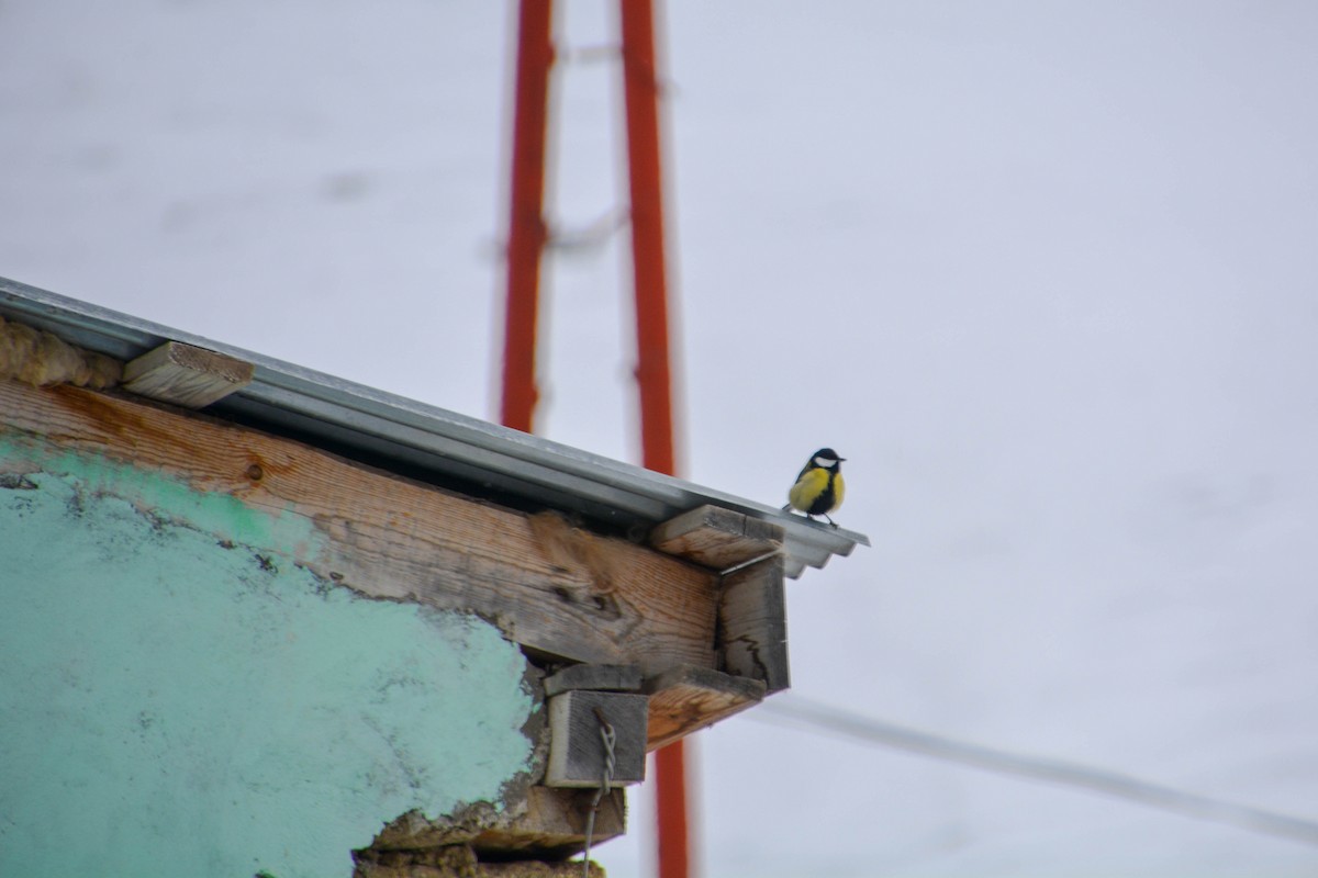 Great Tit - ML634099157