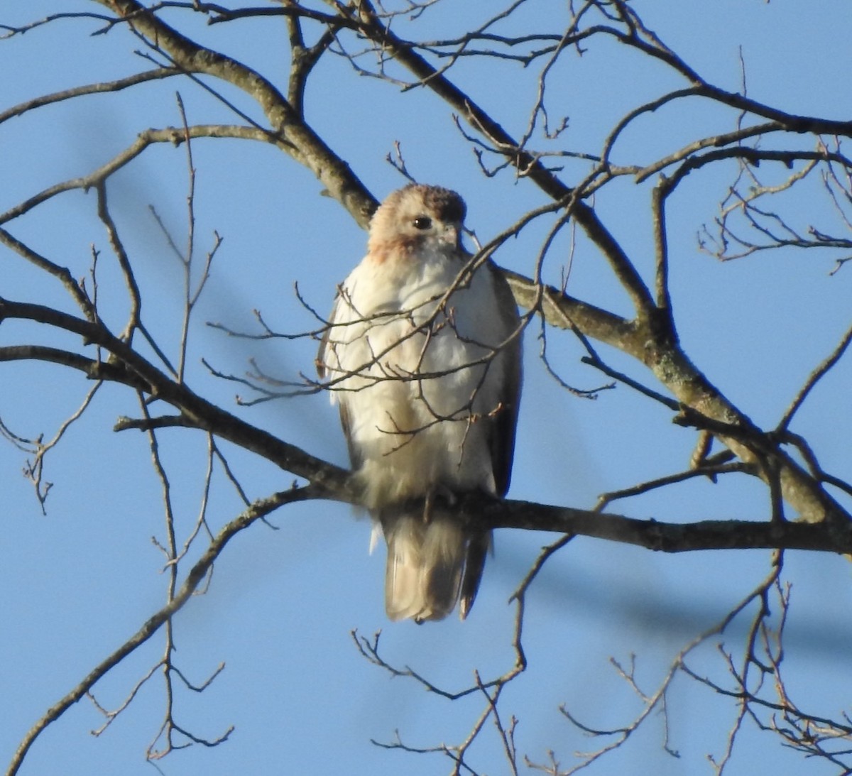 Red-tailed Hawk - ML634099207