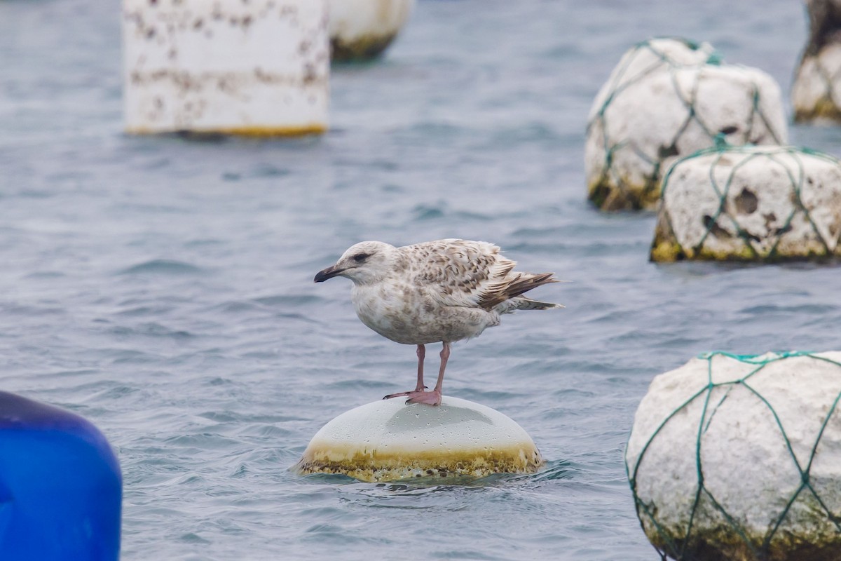 Slaty-backed Gull - ML634099232
