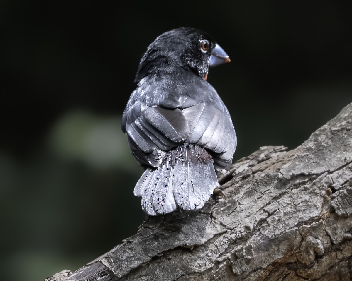 Western Bluebill - ML634099335