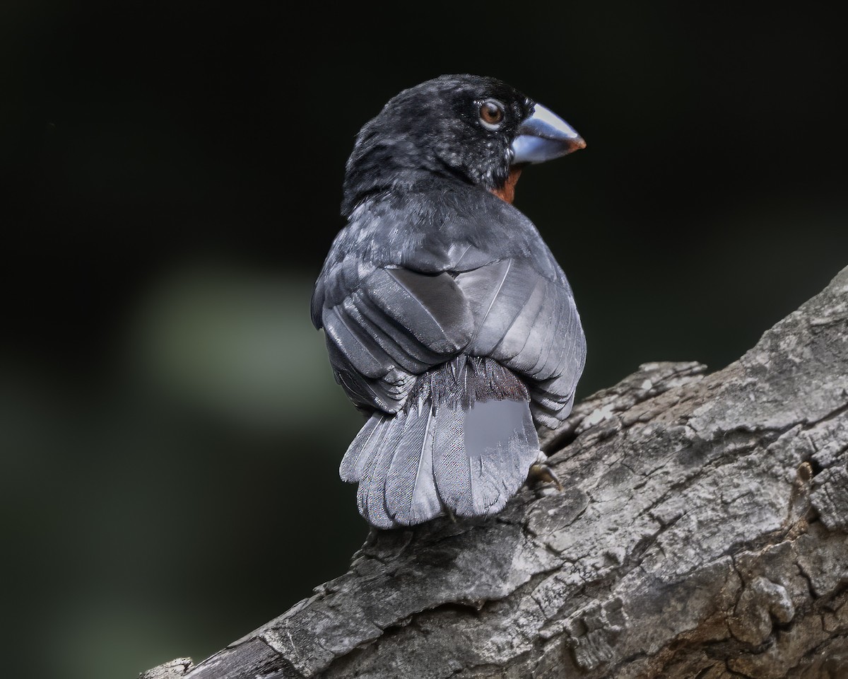 Western Bluebill - ML634099336