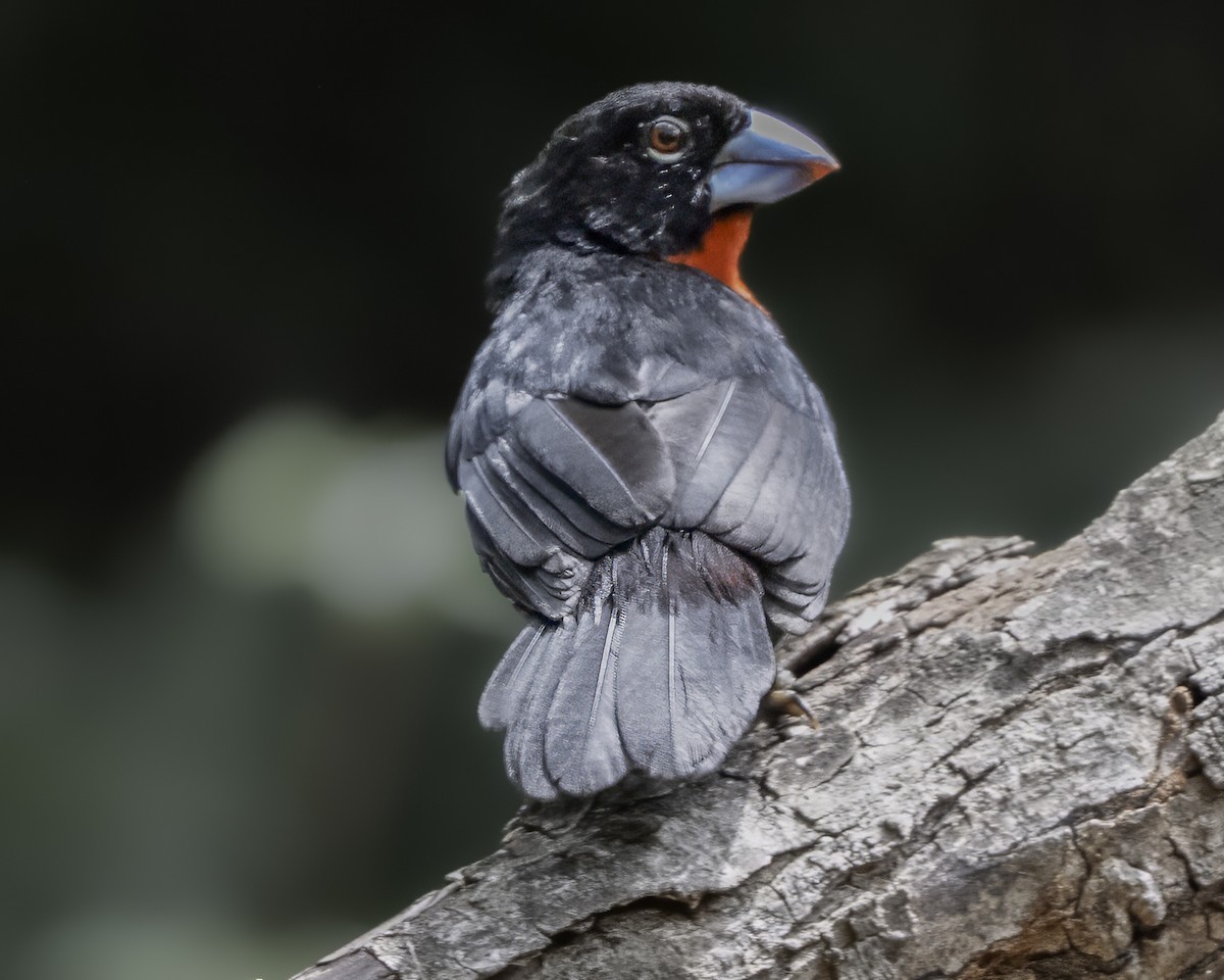 Western Bluebill - ML634099337
