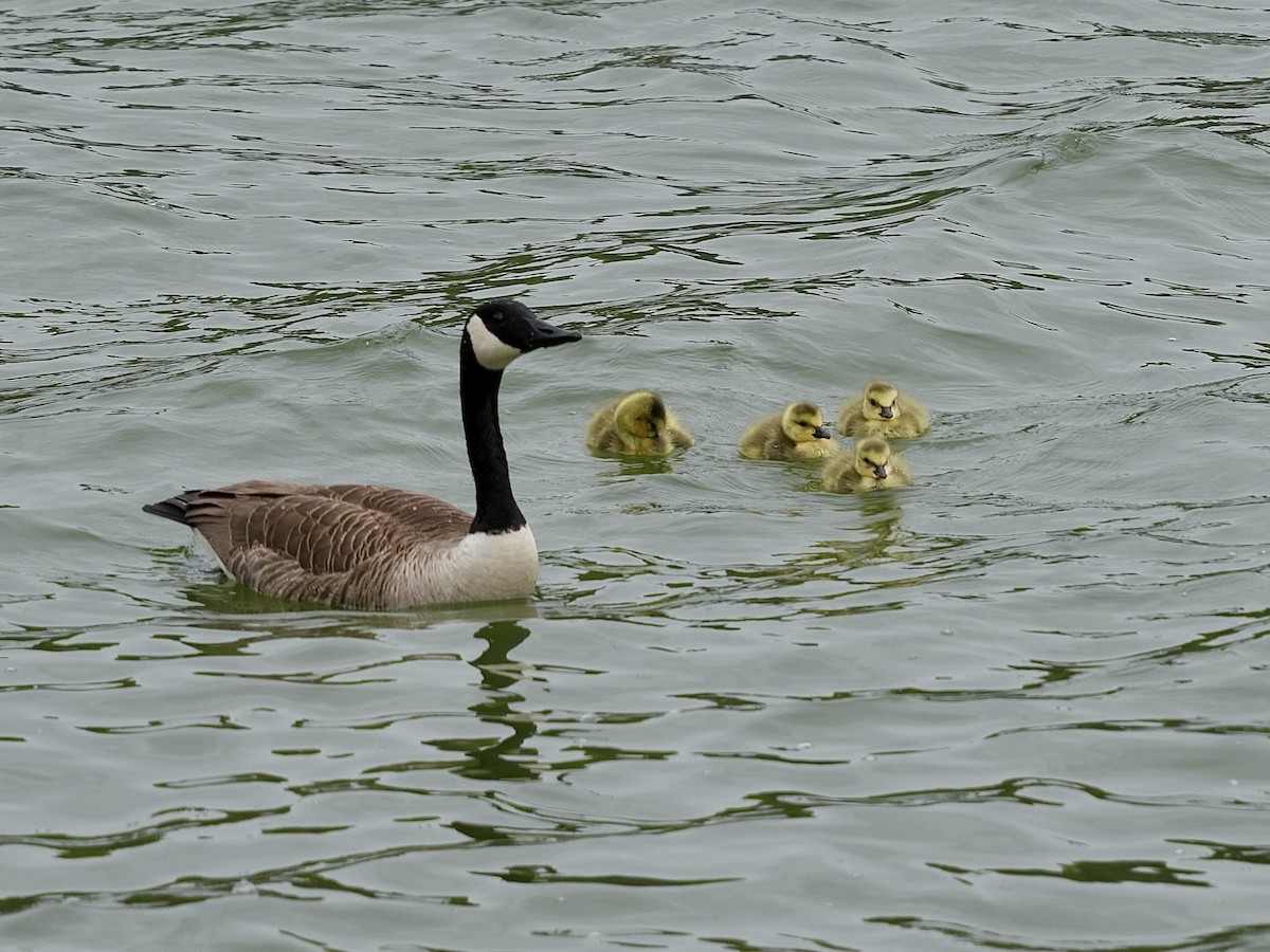 Canada Goose - ML634099504