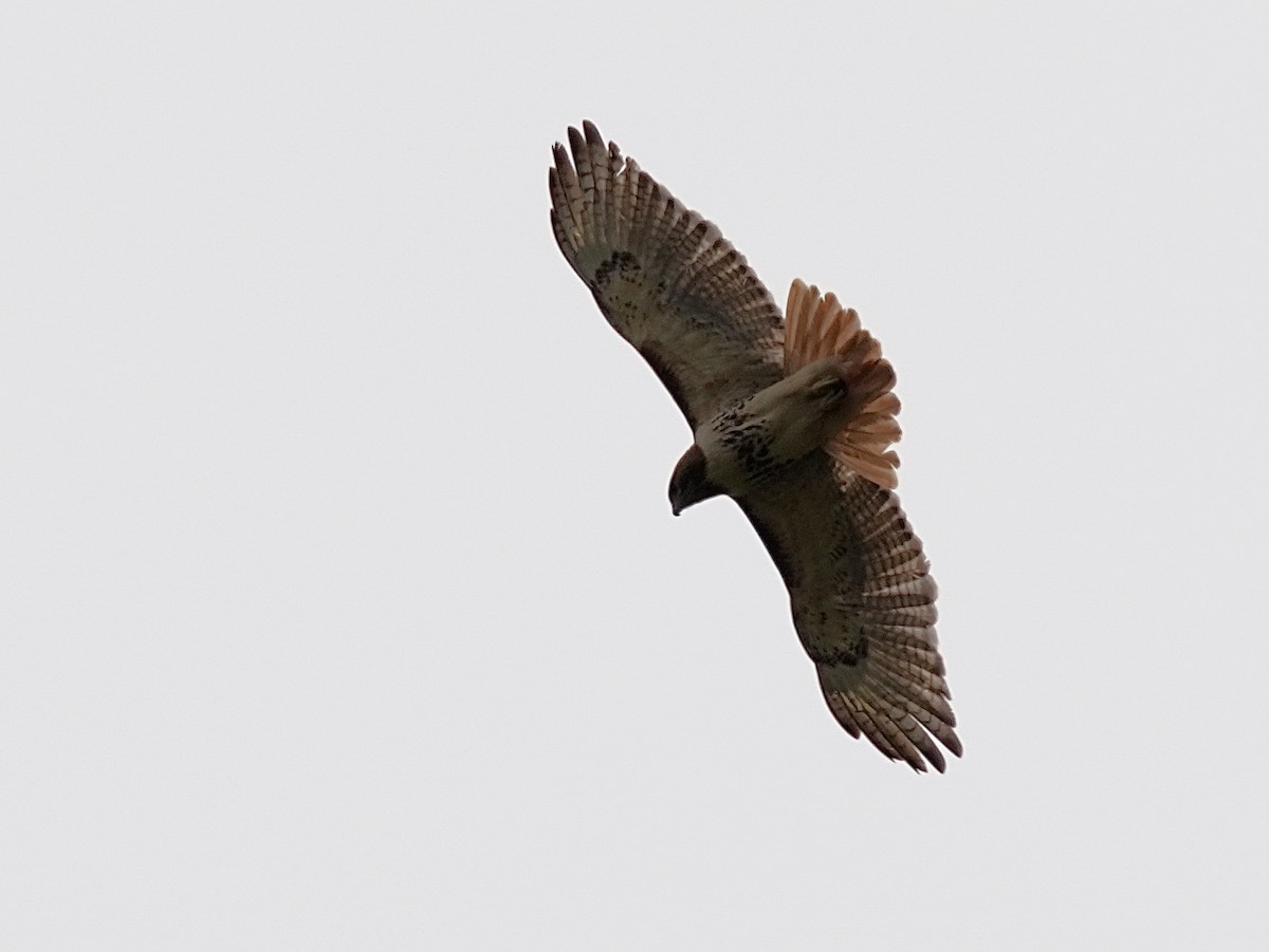 Red-tailed Hawk - ML634099515