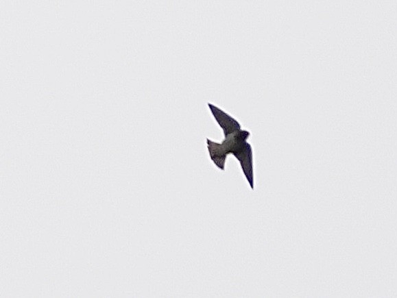 Cliff Swallow - ML634099532