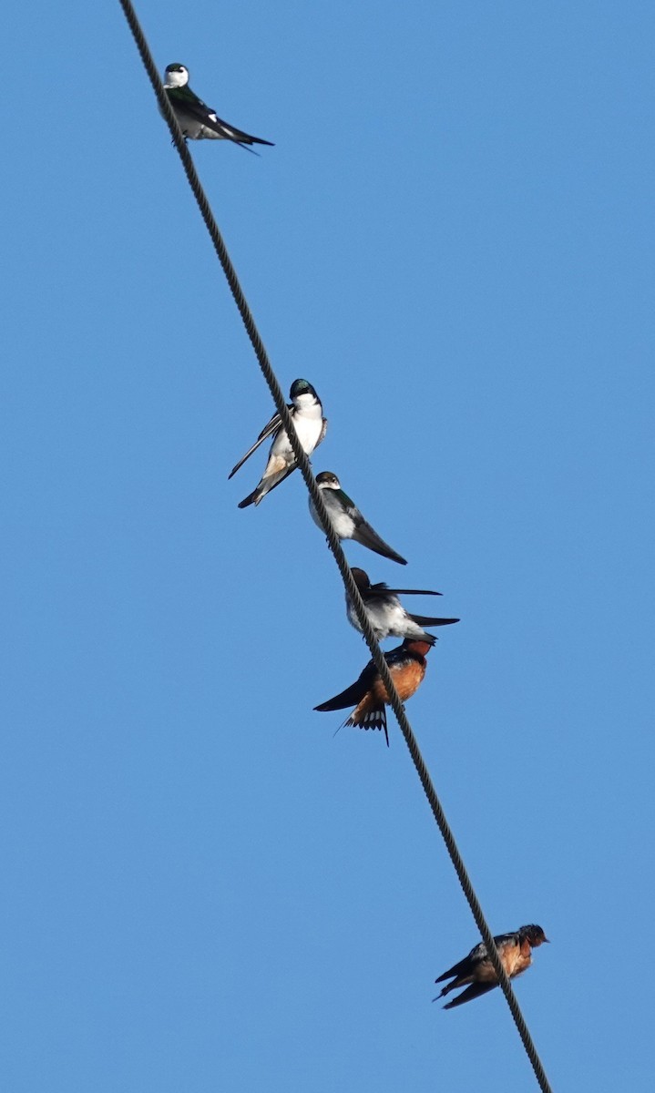 Tree Swallow - ML634099545