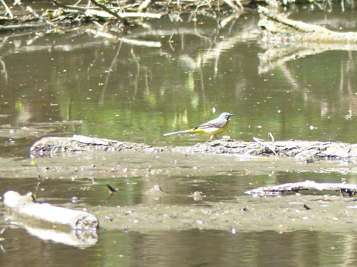 Gray Wagtail - ML634099667