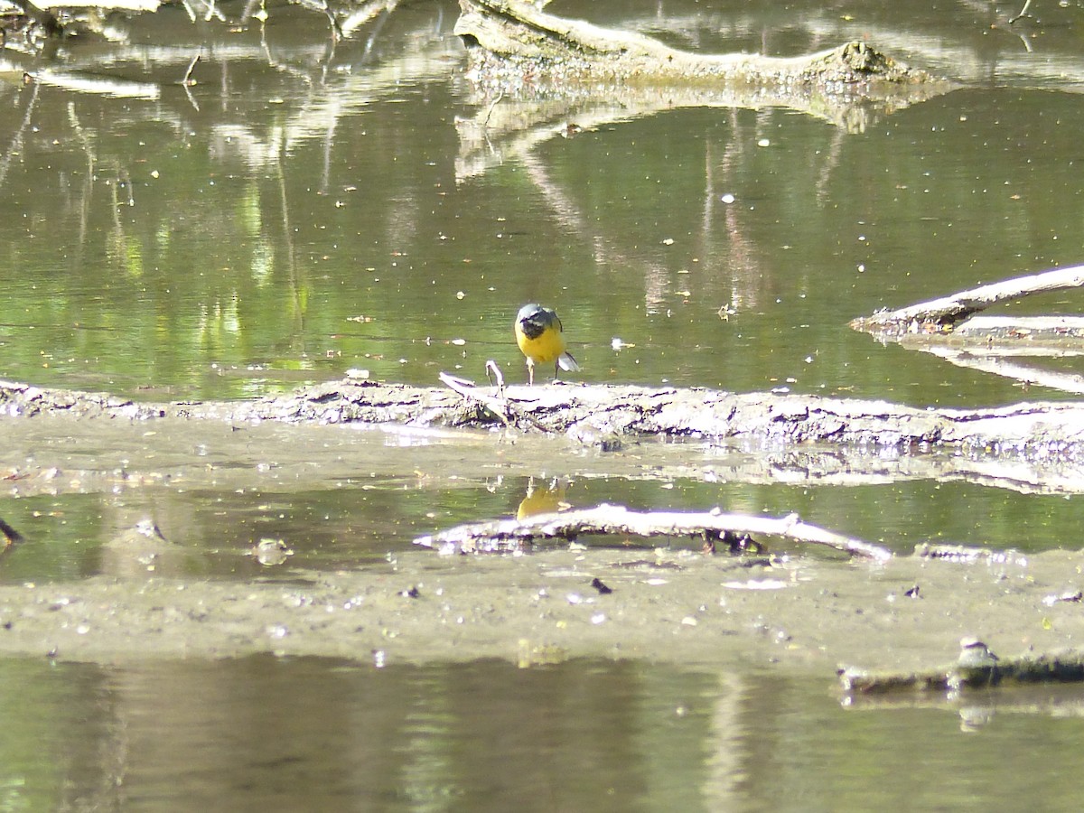 Gray Wagtail - ML634099668