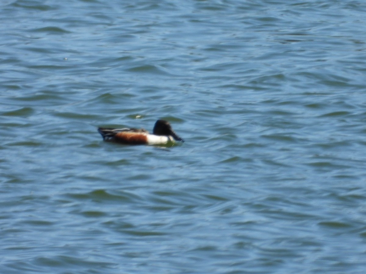 Northern Shoveler - ML634099685