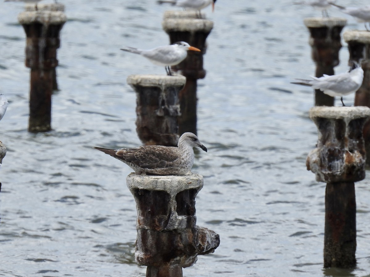 Lesser Black-backed Gull - ML634099749