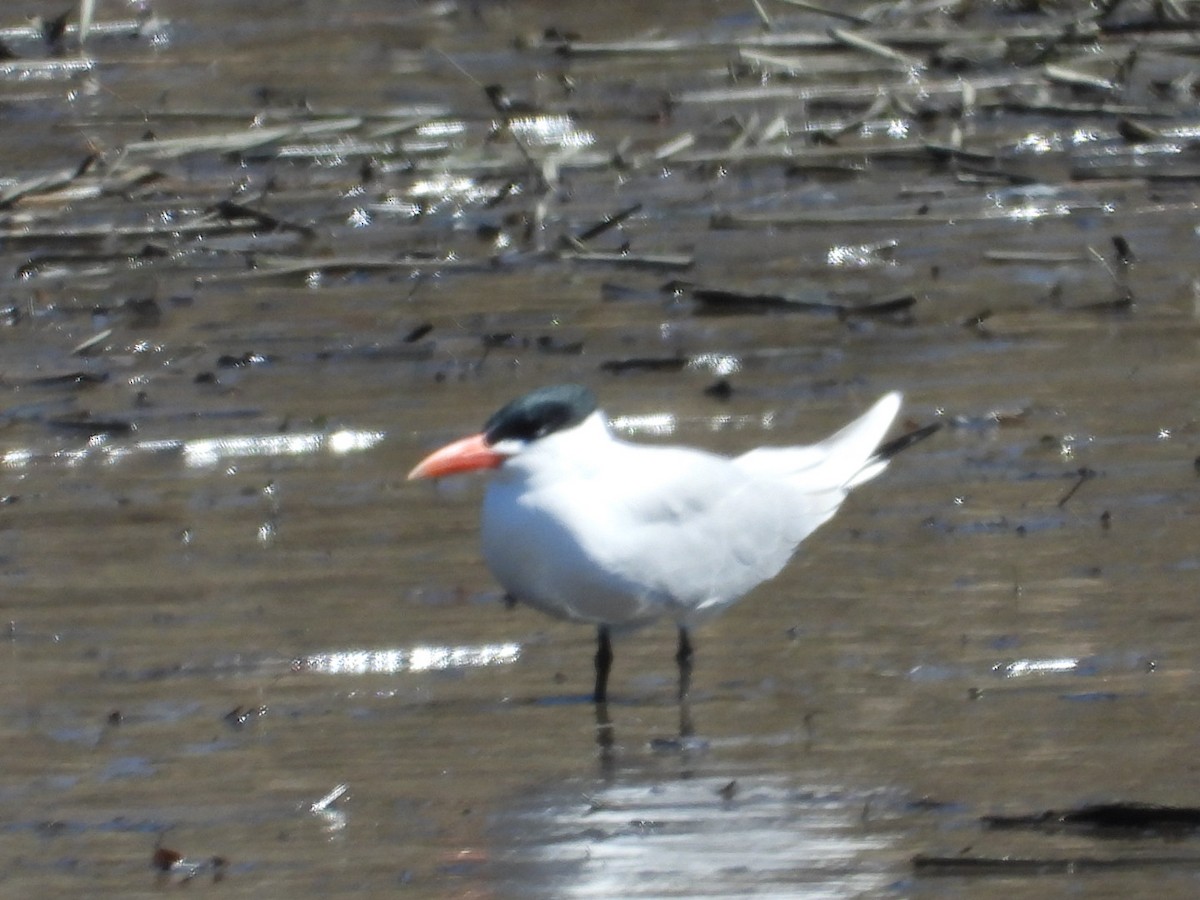 Caspian Tern - ML634099767