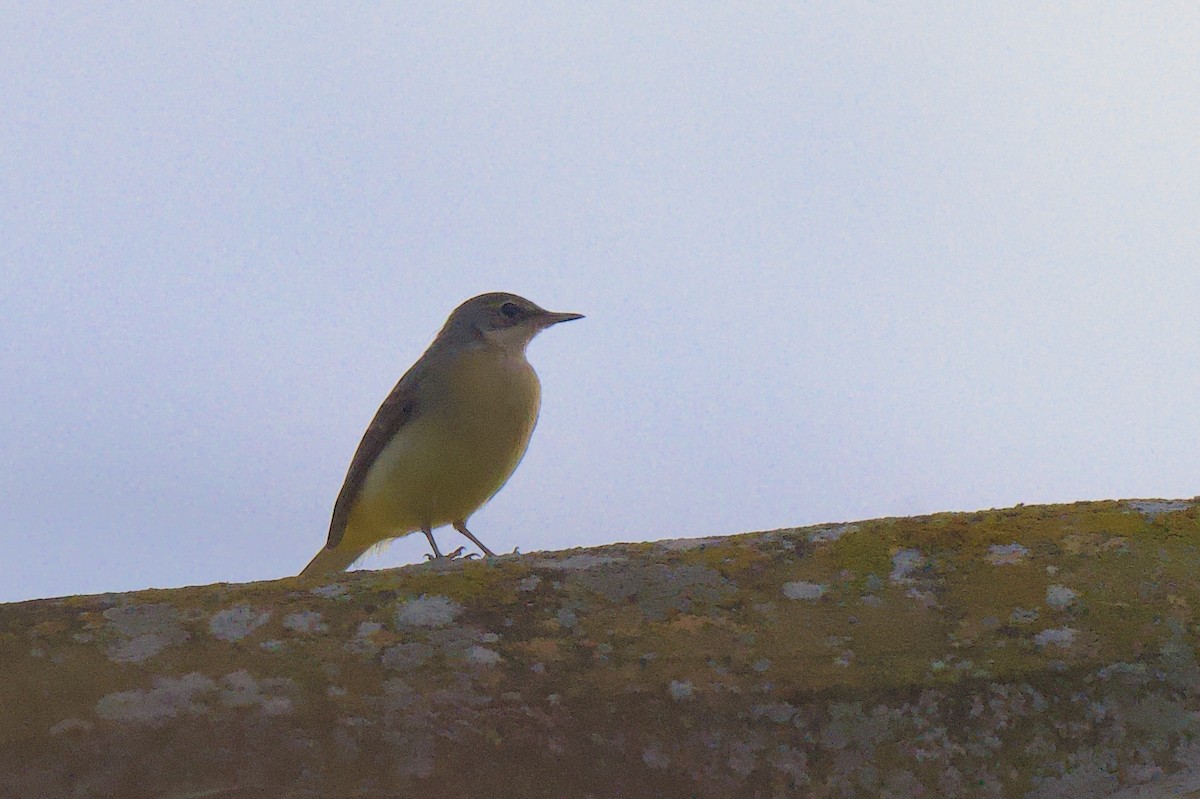Gray Wagtail - ML634099874