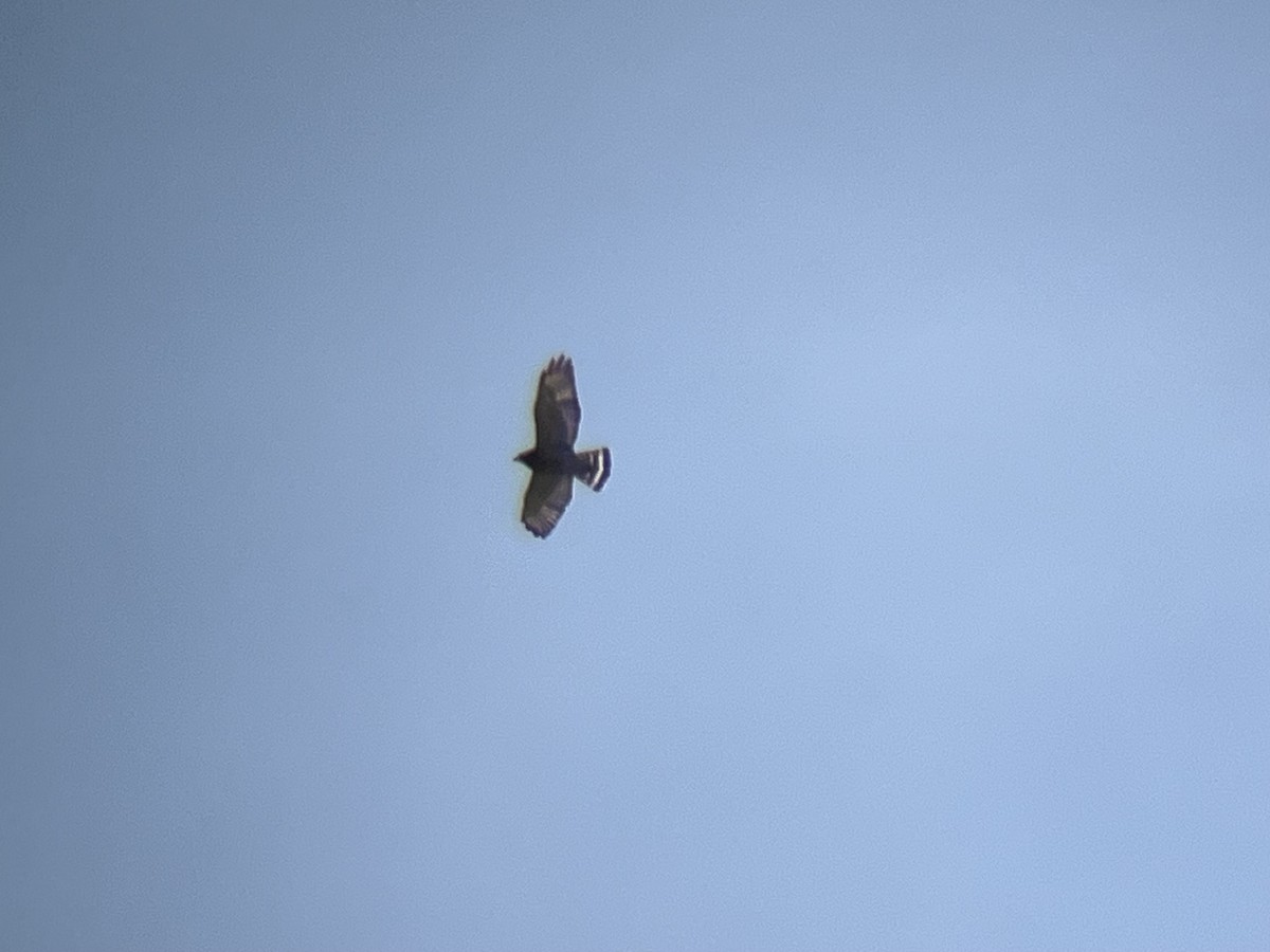 Broad-winged Hawk - ML634099890