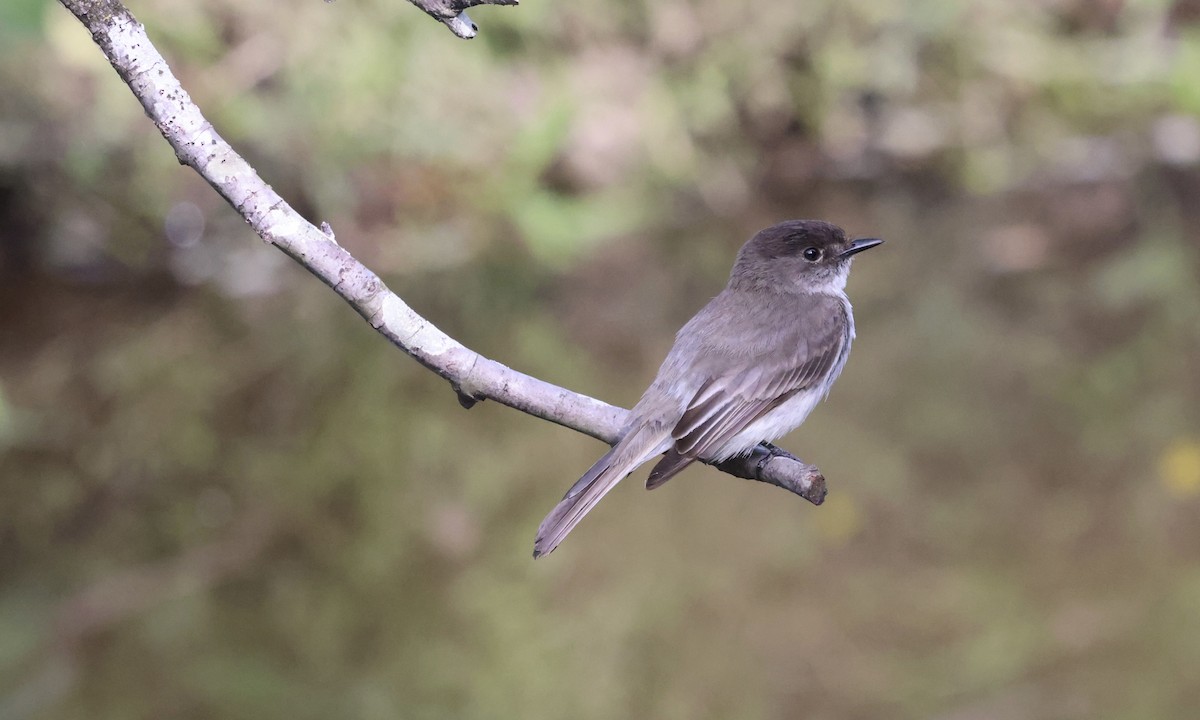 Eastern Phoebe - ML634100018