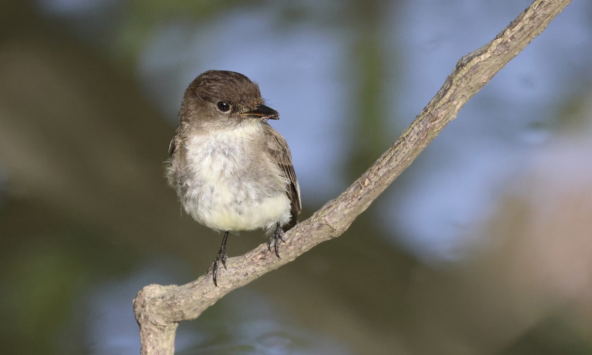 Eastern Phoebe - ML634100019