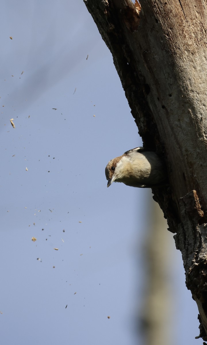 Brown-headed Nuthatch - ML634100054
