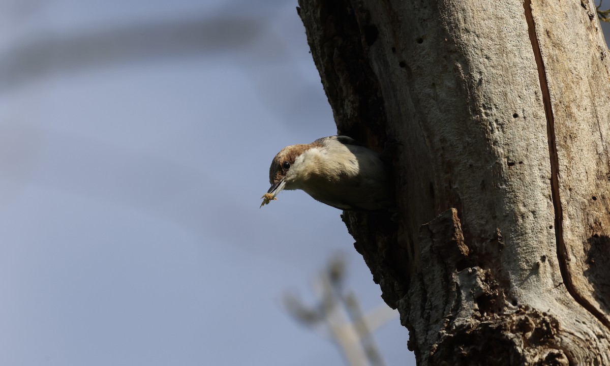 Brown-headed Nuthatch - ML634100055