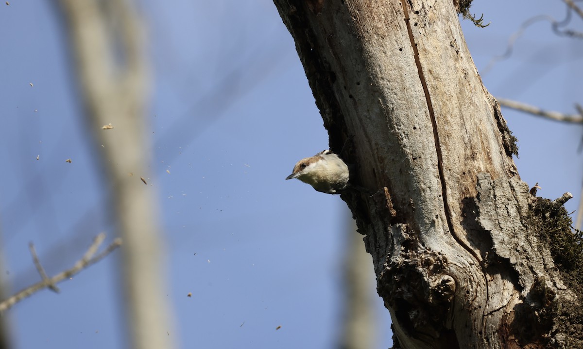 Brown-headed Nuthatch - ML634100056