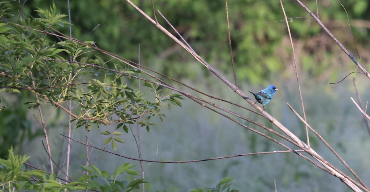 Indigo Bunting - ML634100107